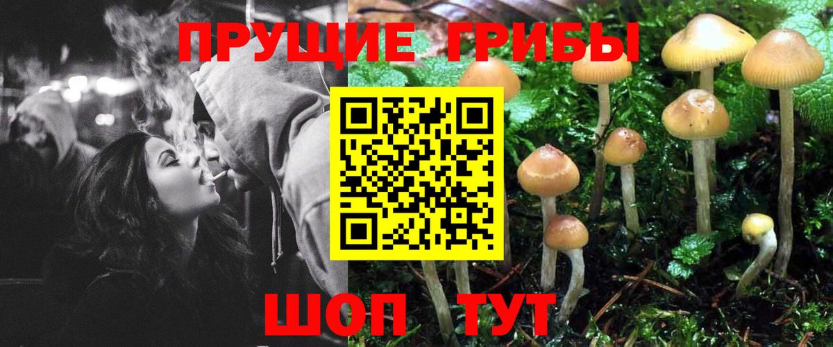 Галлюциногенные грибы Psilocybine cubensis Майский